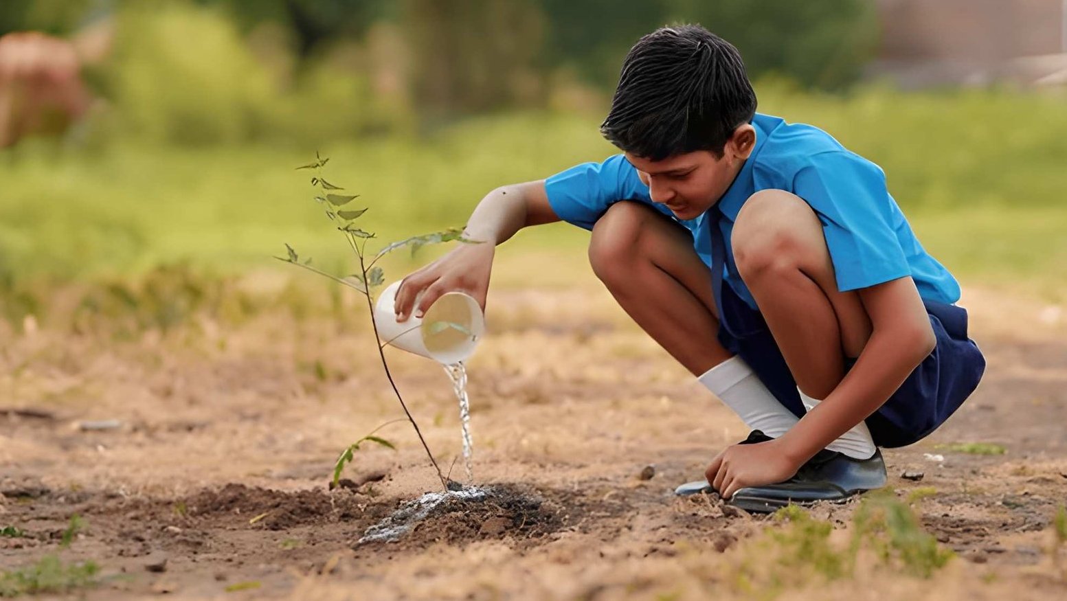 planting tree